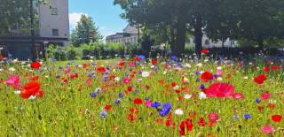 Purple, red and white flowers in bloom at Watts Park
