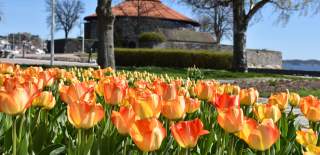 blomstring