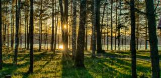 Skog Raet nasjonalpark