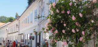 gate med blomsterbusk