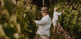 Drueplukking på Voie vin