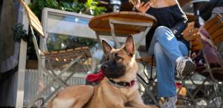 A dog sits under the table with a lady sitting at it