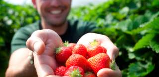 Farm Experiences Freshly picked organic produce