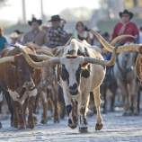 Fort Worth Herd