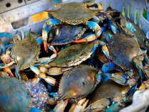 Delicious Blue Crab