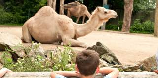 PVD POV: Inside the Zoo: A Conversation with Executive Director Stacey Johnson