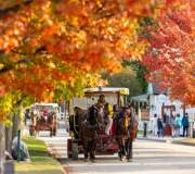 Fall horses