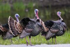 It's Spring Turkey Hunting Season!