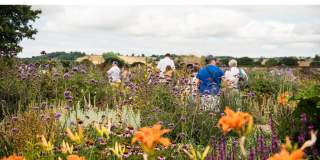 People walking among flowers in Yeo Valley Organic garden, North Somerset - credit Yeo Valley