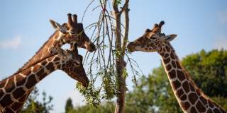 Giraffes at Bristol Zoo Project - credit Bristol Zoo Project