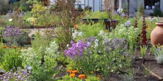 Various herbs growing at Jekka's Herb Garden near Bristol - credit Jekka's Herb Garden