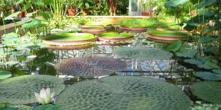 The tropical pool at the University of Bristol Botanic Garden, credit University of Bristol Botanic Garden