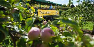 Tour group travelling aroundcider orchard at Myrtle Farm, near Bristol - credit Thatchers Cider