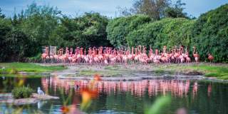 Flamingos at WWT Slimbridge near Bristol - credit Amy Alsop