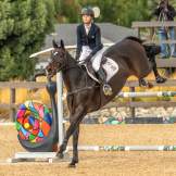 Horse Jumper