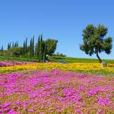 Spring in Temecula Valley