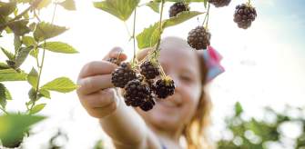 Farms and orchards