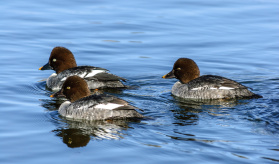 Common Goldeneyes