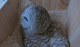 Owl Cam