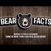 Bear Facts: #27 - Black Bears Can Burn More Than 6,000 Calories a Day