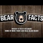 Bear Facts: #2 - You Know That Thing You've Always Heard About a Bear in the Woods? It's True.