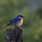 Your Guide to Birding in Gatlinburg