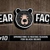 Bear Facts: #10 - Springtime Is Mating Season For Black Bears