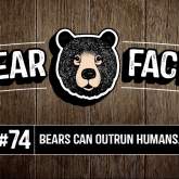 Bear Facts: #74 - Bears Can Outrun Humans.