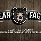 Bear Facts: #19 - You Should Never Try to Touch a Black Bear