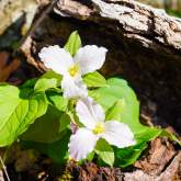 Whiteoak Sink group size limited for wildflower viewing