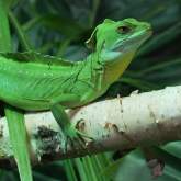 New Exhibit ‘ Dragons ’ Launches at Ripley ’ s Aquarium of the Smokies