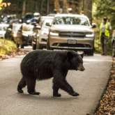 Great Smoky Mountains National Park reminds visitors that feeding bears is illegal and dangerous