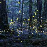 Synchronous_Fireflies_Elkmont_Photo-Credit-Radim-Schreiber-1024x677