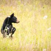 Bear Safety Tips: Be Bearwise on Vacation