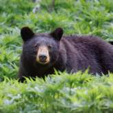 Vacationing In Bear Country? What To Know Before You Go