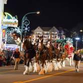 The Budweiser Clydesdales - Grand Marshals for 46th Annual Christmas Parade