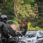 Great Smoky Mountains National Park Reminds Visitors: Approaching Elk is Both Dangerous and Illegal