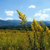 Fall for Autumn Wildflowers in Gatlinburg