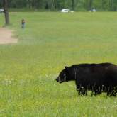 Bear Encounters: Ways To Avoid, How To Respond