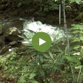 LeConte Creek webcam