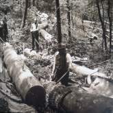 Historic logging in Smokies