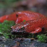 Sensational Salamanders