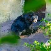 Black Bear & Berry Jam Festival at Ober Mountain