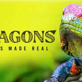 Dragons: Where Myths Become Reality