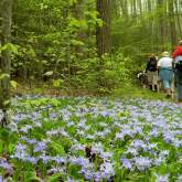Spring Wildflower Pilgrimage
