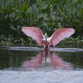 Roseate Spoonbill at Cattail Marsh in Beaumont, TX.
