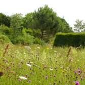 Meadow at the University of Bristol Botanic Garden, credit University of Bristol Botanic Garden