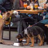 Dog-friendly pubs in Bristol for a pint with your pooch