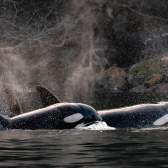 Vancouver Island Whale Watch, two orcas