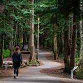 Forest-Woman-Walk-Solo-Colliery